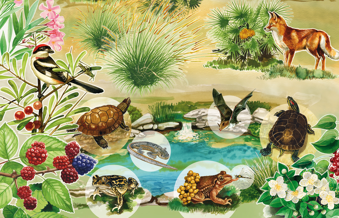 Разнообразие природных сообществ 5 класс биология пасечник